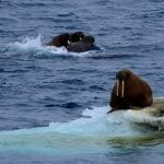 Polar Bear in the Chukchi Sea